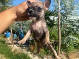A Kali̇te French Buldog