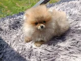 Sağlık Ve Irk Garantili Pomeranian Yavrularımız
