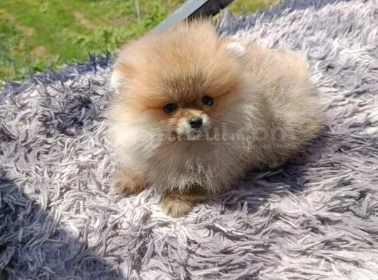 Sağlık Ve Irk Garantili Pomeranian Yavrularımız görsel