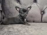 Teacup 0 Numara Elma Kafa Şivava