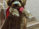 Sevimli Fındık
