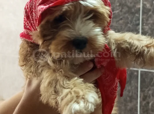 Sevimli Fındık görsel