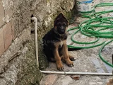 3 Aylık Alman Coban Köpegi
