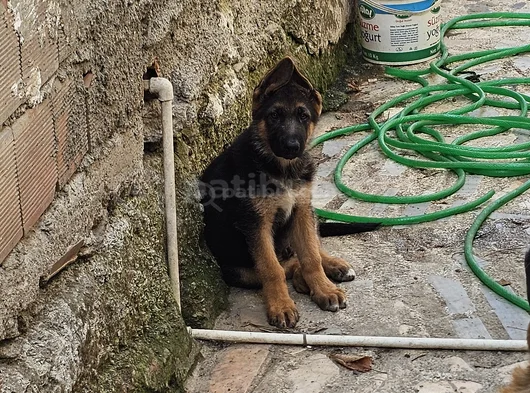 3 Aylık Alman Coban Köpegi görsel