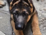 3 aylık alman coban köpegi