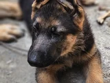 3 Aylık Alman Coban Köpegi