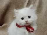Di̇şi̇ Mavi̇ş Gözlü Pofuduk Kizimiz