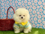 a Plus Irk Standartlarında Gerçek Pomeranian Ayıcık