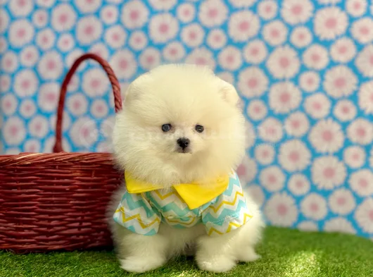 A Plus Irk Standartlarında Gerçek Pomeranian Ayıcık