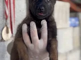 Safkan A Kali̇te Belçi̇ka Yavrular