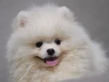 Sağlık ve ırk garantili pomeranian yavrularımız
