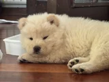 Safkan chow Chow
