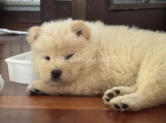 Safkan Chow Chow