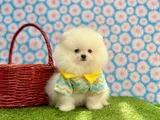 A Plus Irk Standartlarında Gerçek Pomeranian Ayıcık