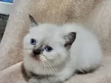 Bluepoi̇nt Di̇şi̇ Bri̇ti̇sh Bebemi̇z