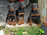 Aileden Gerçek Doberman Yavruları