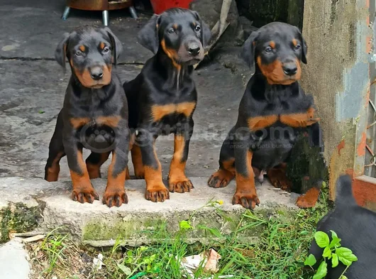 Aileden Gerçek Doberman Yavruları