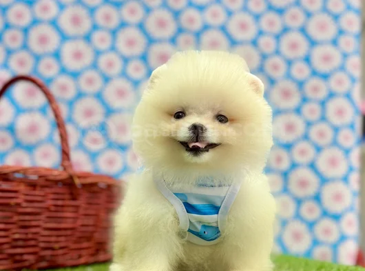 Safkan Pomeranian Güzelliklerimiz görsel