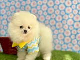A Plus Irk Standartlarında Gerçek Pomeranian Ayıcık