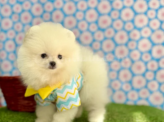 A Plus Irk Standartlarında Gerçek Pomeranian Ayıcık görsel