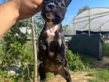 A Kali̇te French Buldog