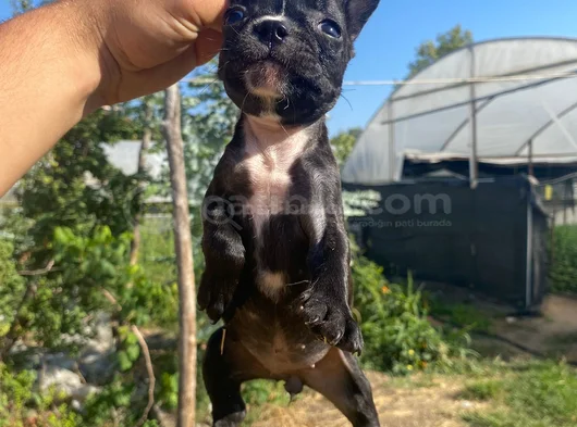A Kali̇te French Buldog görsel