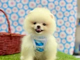 Safkan Pomeranian Güzelliklerimiz