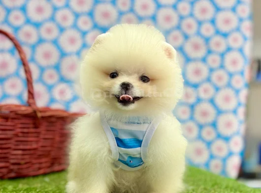 Safkan Pomeranian Güzelliklerimiz görsel