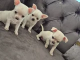 Teacup 0 numara elma kafa şivava