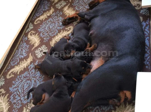 Aileden Gerçek Doberman Yavruları görsel