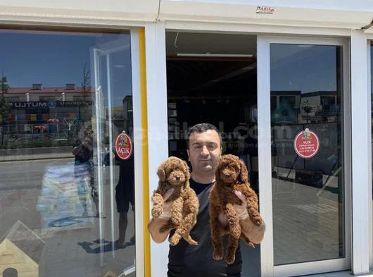 Renk Renk Orji̇nal Toy Poodle Yavrularimiz Güncel Ankara görsel