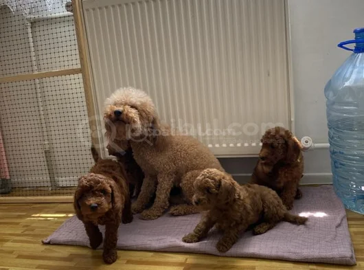 Renk Renk Orji̇nal Toy Poodle Yavrularimiz Güncel Ankara görsel