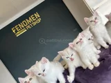 Kedi̇ci̇den Show Kali̇te British Shorthair Yavrulari Ank