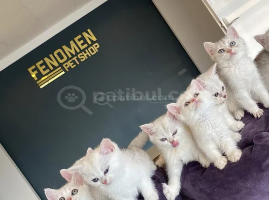 Kedi̇ci̇den Show Kali̇te British Shorthair Yavrulari Ank görsel