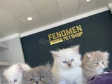 Kedi̇ci̇den Show Kali̇te British Shorthair Yavrulari Ank