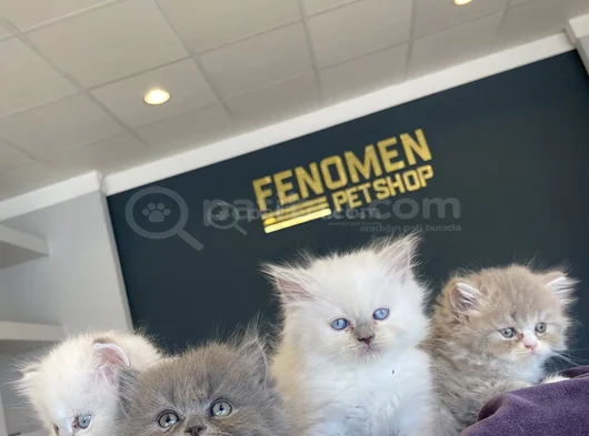 Kedi̇ci̇den Show Kali̇te British Shorthair Yavrulari Ank görsel