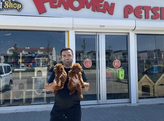 Renk Renk Orji̇nal Toy Poodle Yavrularimiz Güncel Ankara görsel