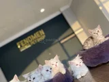 Kedi̇ci̇den Show Kali̇te British Shorthair Yavrulari Ank