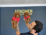 Renk Renk Orji̇nal Toy Poodle Yavrularimiz Güncel Ankara