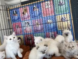 Kedi̇ci̇den Show Kali̇te British Shorthair Yavrulari Ank
