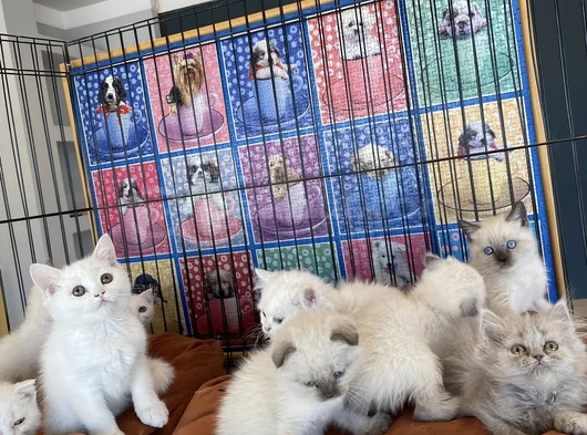 Kedi̇ci̇den Show Kali̇te British Shorthair Yavrulari Ank görsel