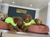 Renk Renk Orji̇nal Toy Poodle Yavrularimiz Güncel Ankara