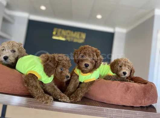 Renk Renk Orji̇nal Toy Poodle Yavrularimiz Güncel Ankara görsel