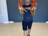 Renk Renk Orji̇nal Toy Poodle Yavrularimiz Güncel Ankara
