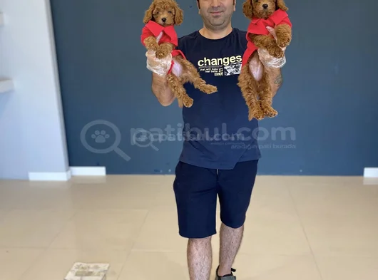 Renk Renk Orji̇nal Toy Poodle Yavrularimiz Güncel Ankara görsel