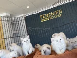 Kedi̇ci̇den Show Kali̇te British Shorthair Yavrulari Ank