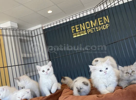 Kedi̇ci̇den Show Kali̇te British Shorthair Yavrulari Ank görsel