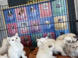 Kedi̇ci̇den Show Kali̇te British Shorthair Yavrulari Ank
