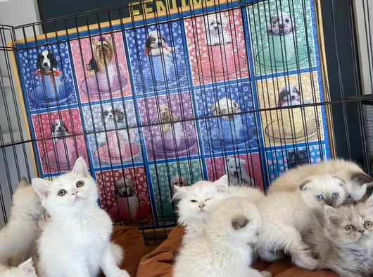 Kedi̇ci̇den Show Kali̇te British Shorthair Yavrulari Ank görsel