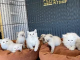 KEDİCİDEN SHOW KALİTE BRITISH SHORTHAIR YAVRULARI ANK